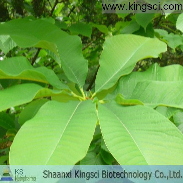 廠家現貨供應優質純天然厚樸提取物 厚樸總酚30%