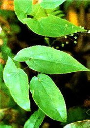 長(zhǎng)沙綠然生物科技采購(gòu)部 植物提取物產(chǎn)品列表