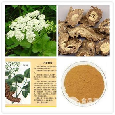 獨活提取物在寧夏地區(qū)的發(fā)展與應用