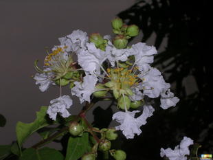 優(yōu)質(zhì)白薇提取物 上?？低∩锕?yīng)10:1高純度庫存